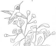 Coloriage Deux Colibris sur une fleurs
