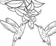 Coloriage Deux colibris volant ensemble pr&egrave;s des fleurs