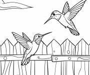 Coloriage Deux colibris voltigent