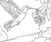 Coloriage Douce rencontre avec un colibri