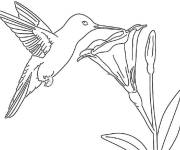 Coloriage Duo de colibris
