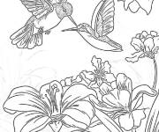 Coloriage Duo de colibris flottants