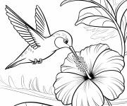 Coloriage En buvant doucement à un hibiscus