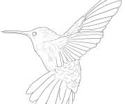 Coloriage Envergure de colibri