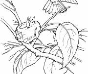 Coloriage Famille colibris