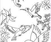 Coloriage Famille des oiseaux Colibris