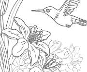 Coloriage Gr&acirc;ce du colibri
