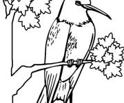 Coloriage Gros Colibri sur une branche d'arbre ps