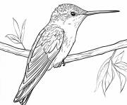 Coloriage Illustration d'un colibri perch&eacute; sur une branche