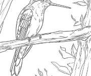Coloriage Illustration de Colibri au repos