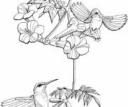 Coloriage Image de Colibris sur des plantes