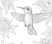 Coloriage Jeune colibri cherche sa nourriture