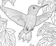 Coloriage Jeune oiseau Colibri