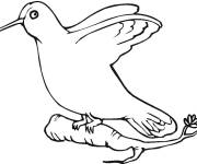 Coloriage l'oiseau adorable au repos