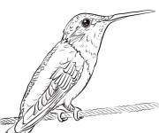Coloriage L'oiseau Colibri au repos sur une branche