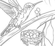 Coloriage La maison du colibri