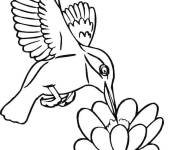 Coloriage La nourriture pr&eacute;f&eacute;r&eacute;e de Colibri