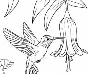 Coloriage Le bec du Colibri pr&ecirc;t