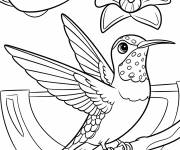 Coloriage Le mouvements rapide des ailes du colibri