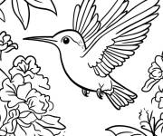 Coloriage Les fleurs qui entourent le Colibri