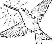 Coloriage Les rayons de soleil sur un Colibri