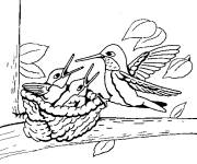 Coloriage Colibris
