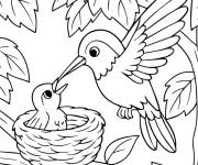 Coloriage M&egrave;re Colibri avec son b&eacute;b&eacute; au nid