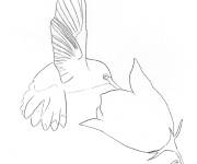 Coloriage Mod&egrave;le de Colibri en buvant