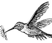 Coloriage Nectre et Colibri en noir et blanc