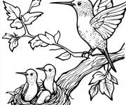 Coloriage Nid des petits de Colibri