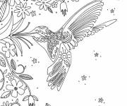 Coloriage Oiseau colibri pour adulte