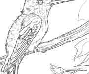 Coloriage Oiseau des branches