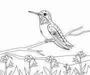 Coloriage Paysage du colibri se reposant