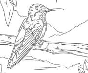 Coloriage Petit colibri observateur