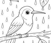 Coloriage Petit Colibri sous la pluie