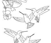 Coloriage Petits oiseaux Colibris