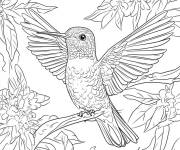 Coloriage Portrait de Colibri dans la foret en vecteur