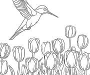 Coloriage Qu&ecirc;te du colibri