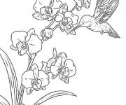Coloriage Rencontre &eacute;l&eacute;gante avec un colibri