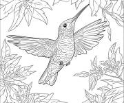 Coloriage Sc&egrave;ne de Colibri d&eacute;ployant ses ailes