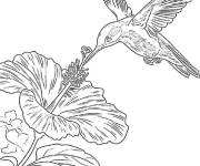 Coloriage Siroter d'un colibri tropical