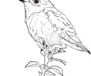 Coloriage Sur une tige