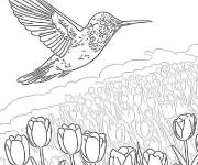 Coloriage Tour des colibris des tulipes