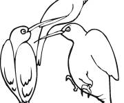 Coloriage Trois Colibris &agrave; gorge rubis