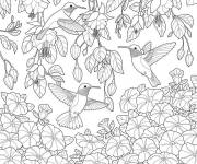 Coloriage Trois colibris en Jardin d&rsquo;Eden