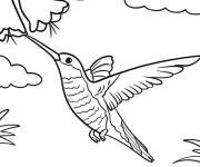 Coloriage Un colibri affam&eacute; buvant du nectar