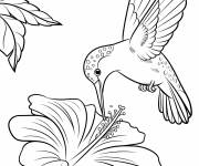 Coloriage Un colibri boit &agrave; une fleur d&rsquo;hibiscu