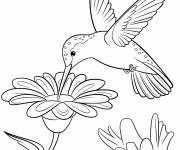 Coloriage Un colibri brillant