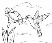 Coloriage Un colibri color&eacute; plane
