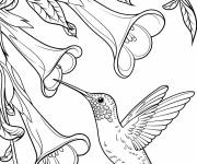 Coloriage Un colibri élégant sirote le nectar